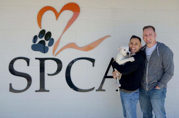 abandoned-brain-disorder-dog-7