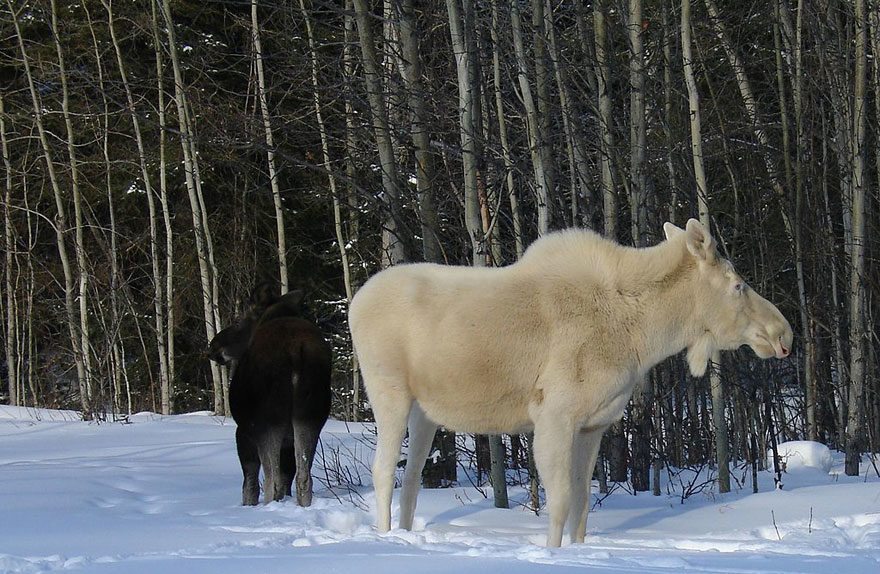 albino-animals-6