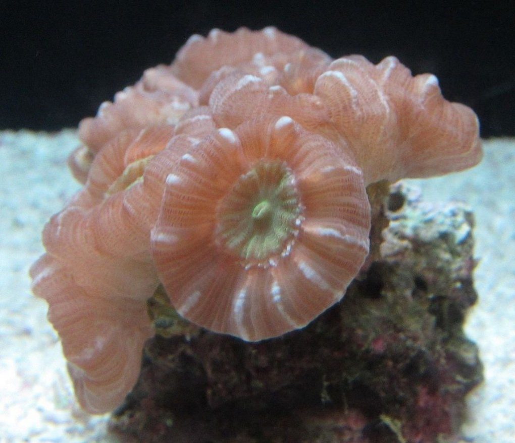 alive-animals-without-brain-7