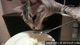 animals-doing-human-things-3