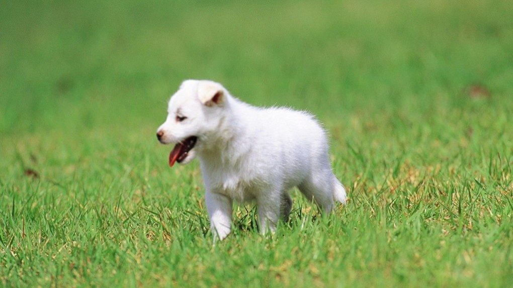 animals-responsible-for-killing-people-10