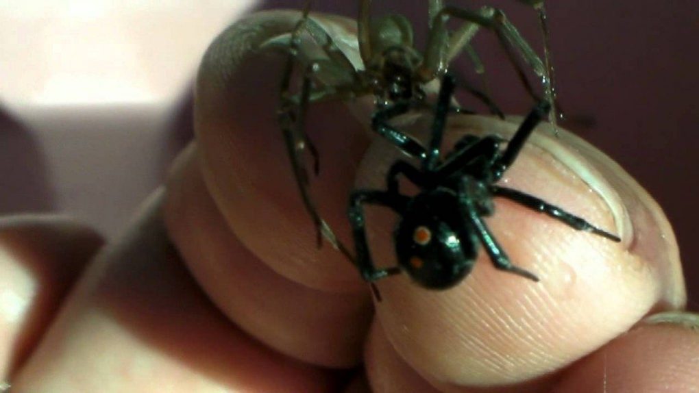 animals-responsible-for-killing-people-4