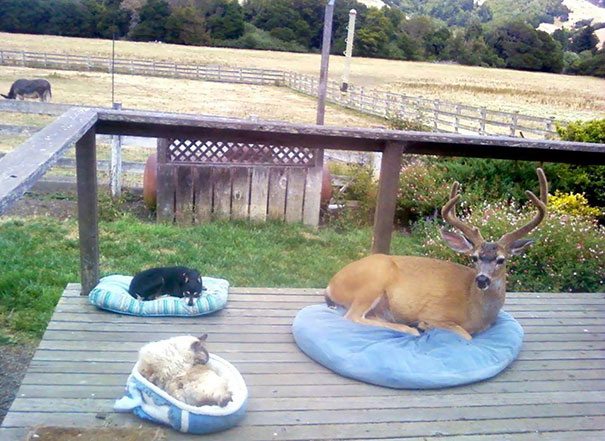 animals-visiting-people-6