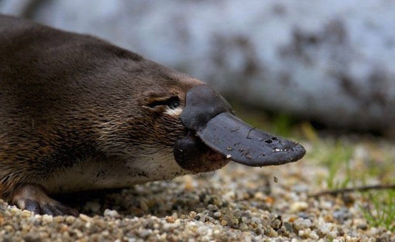 animals-with-amazing-abilities-6