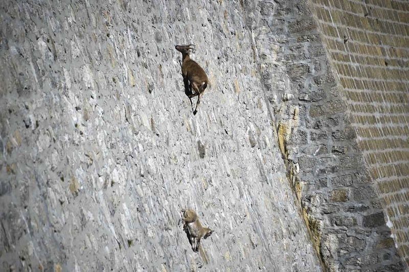 animals-with-amazing-abilities-8