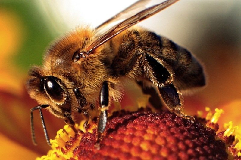 animals-with-amazing-abilities-9