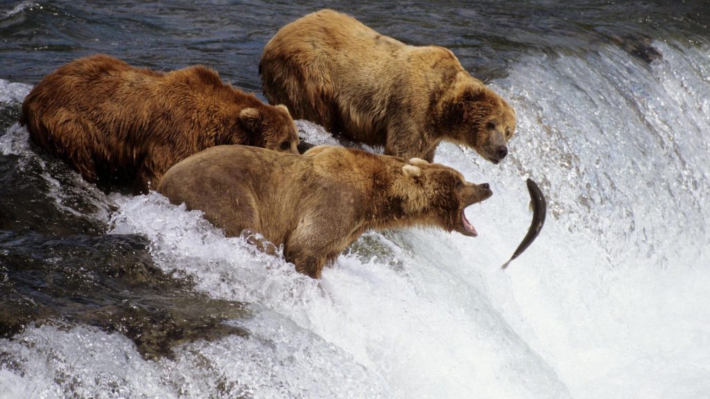 Salmon-fishing bears, Alaska