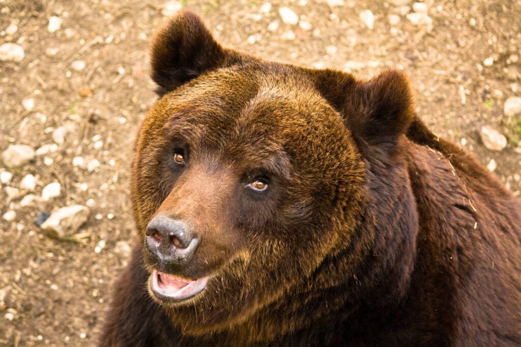 Sandrino, a male Marsican Bear 