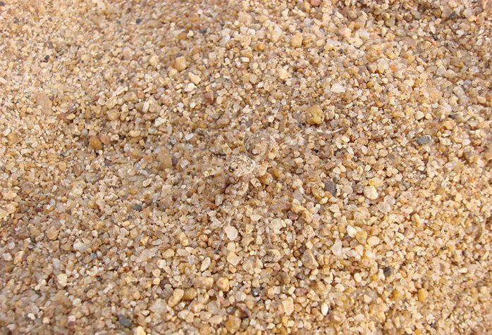 camouflage-animals-10