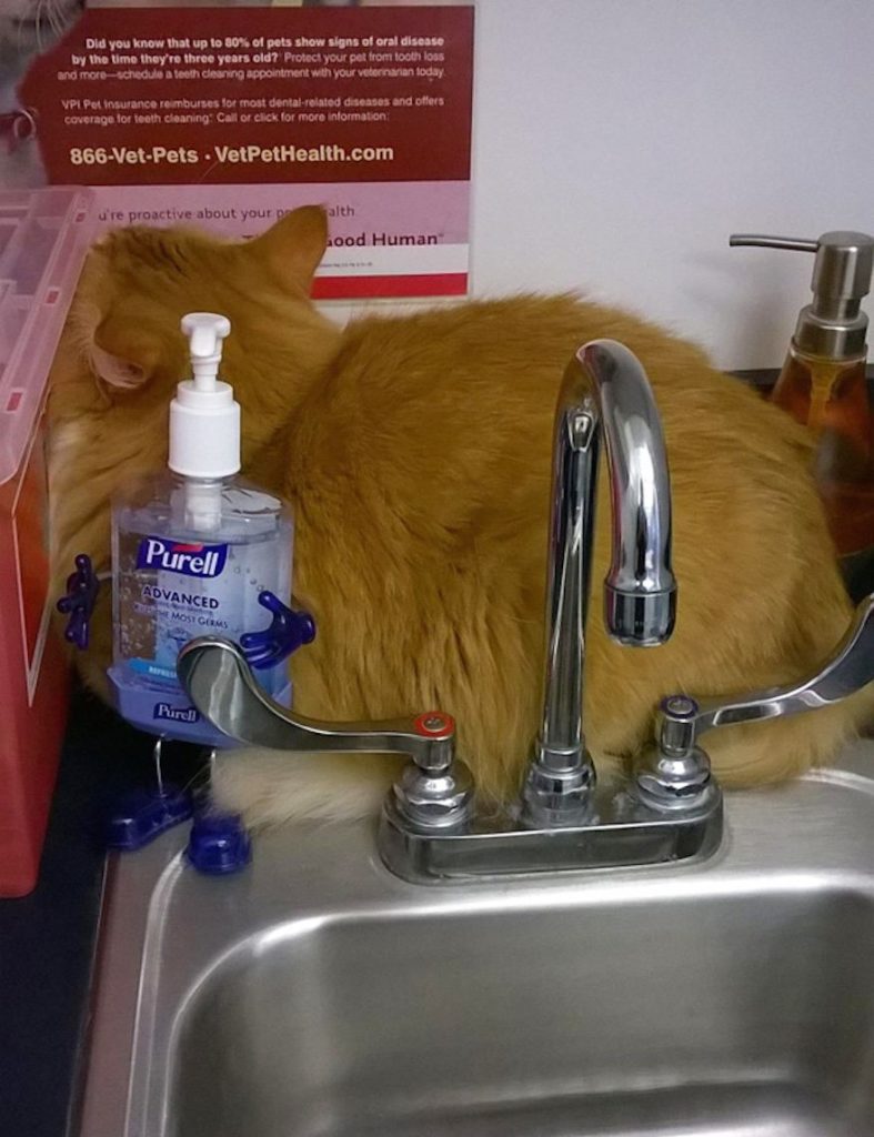 cats-going-to-the-vet-1