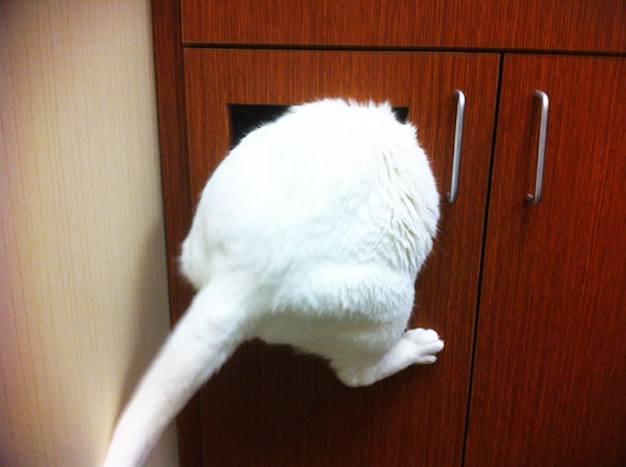 cats-going-to-the-vet-2