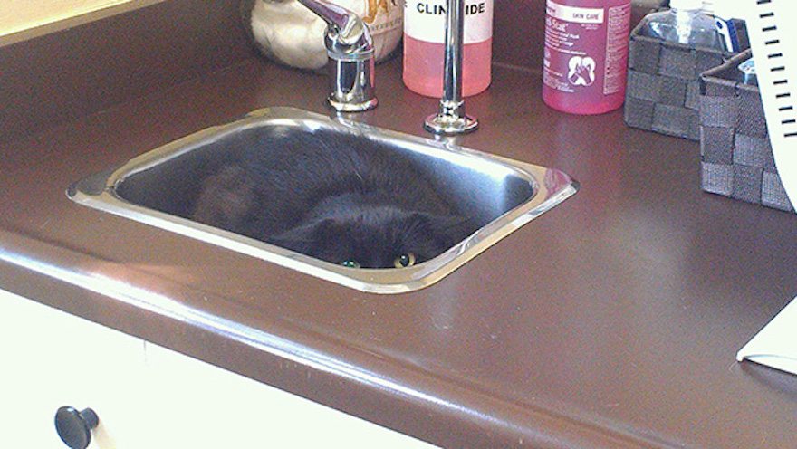 cats-going-to-the-vet-4