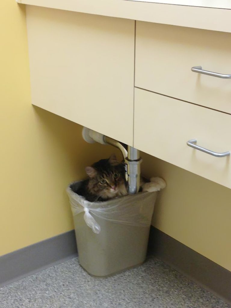 cats-going-to-the-vet-5