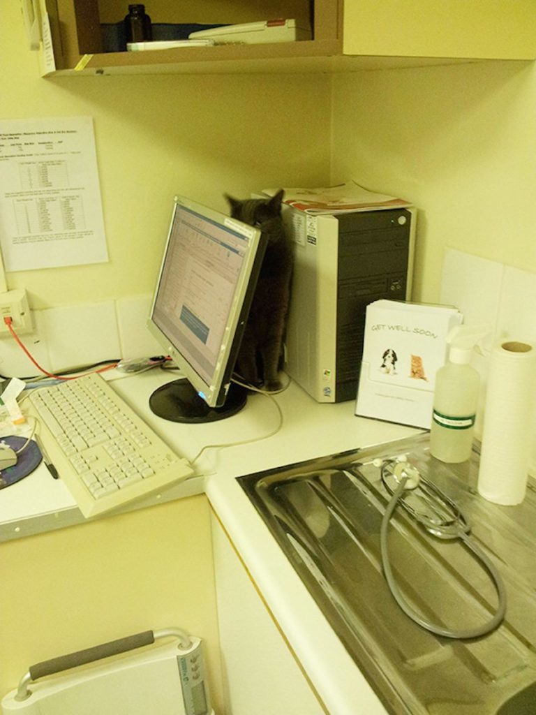 cats-going-to-the-vet-7