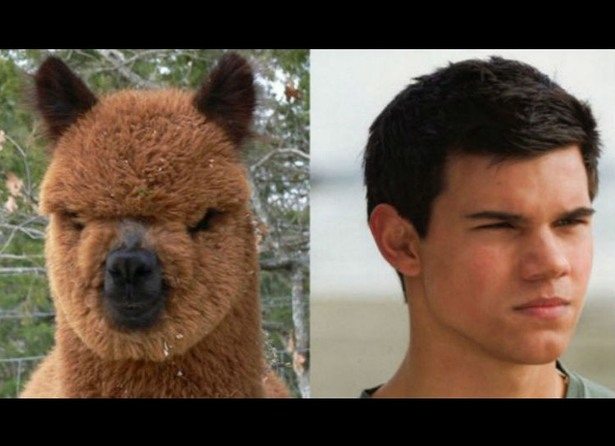 celebs-look-like-animals-1