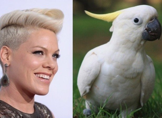 celebs-look-like-animals-6