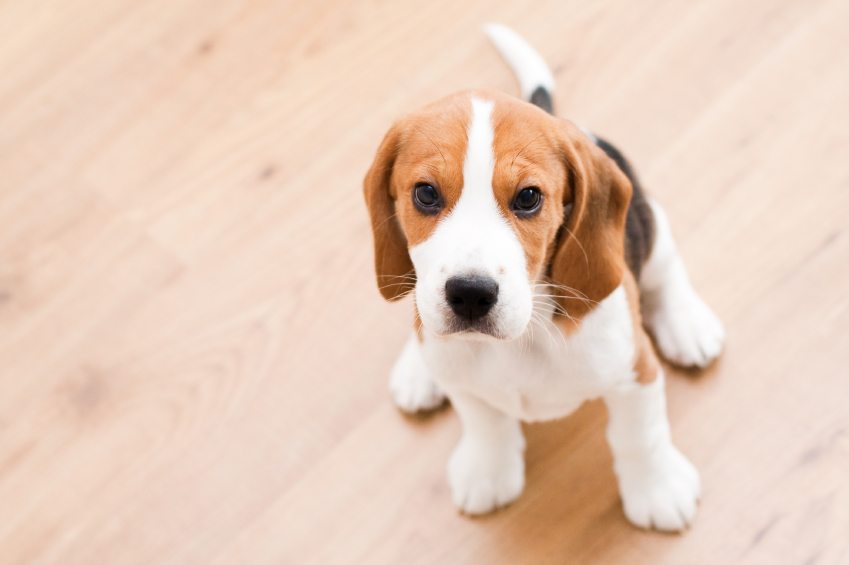 Small dog sitting on the wooden floor. Beagle puppy