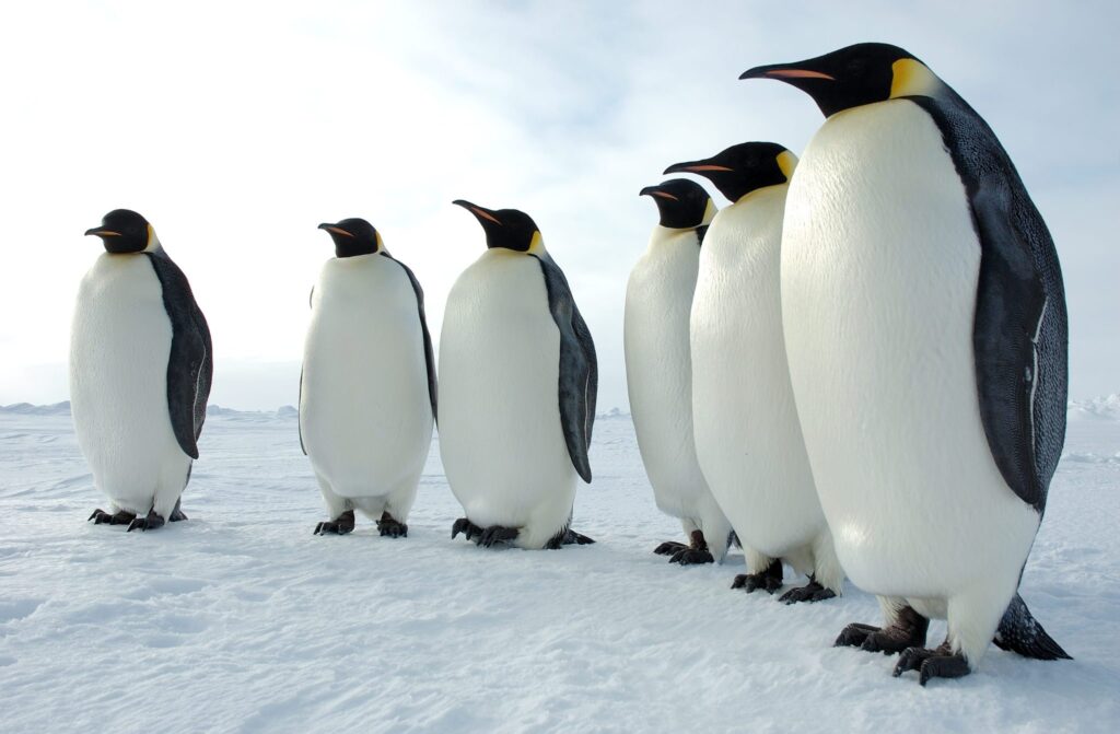 emperor-penguin