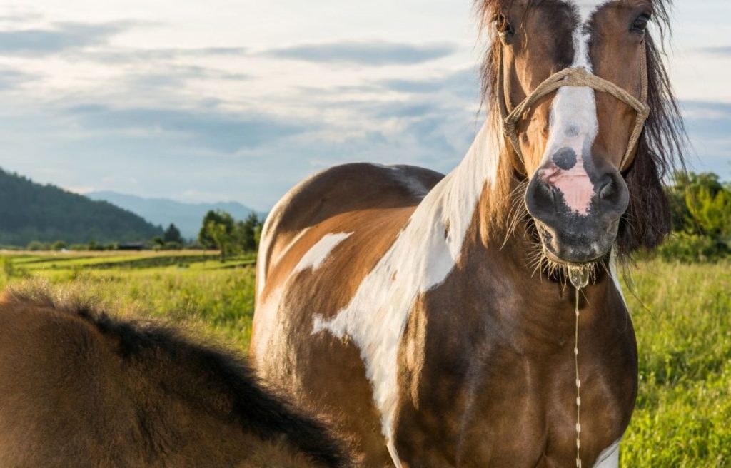 facts-about-horses-10