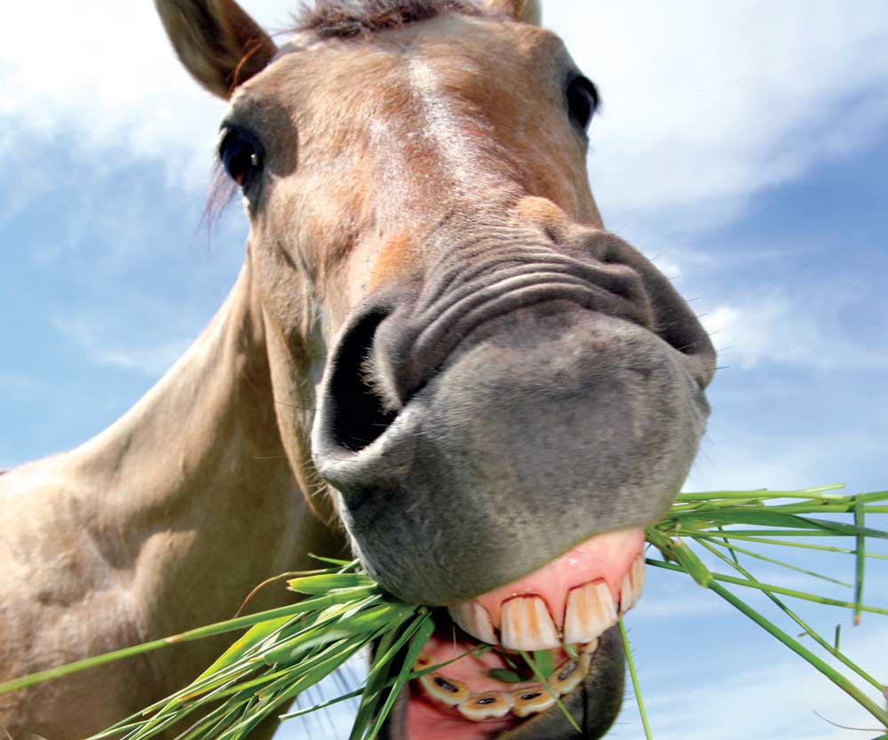 facts-about-horses-4