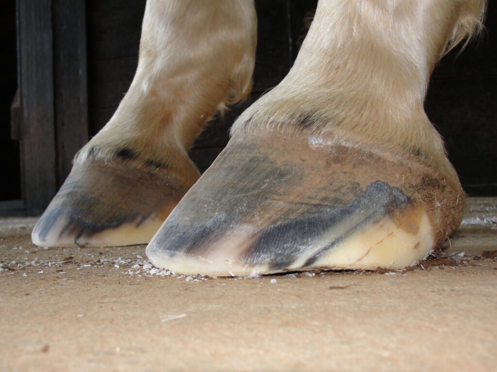 facts-about-horses-5