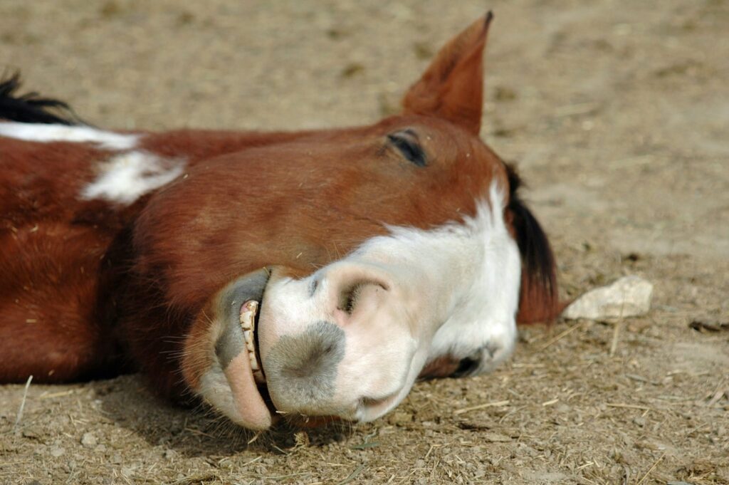 facts-about-horses-6