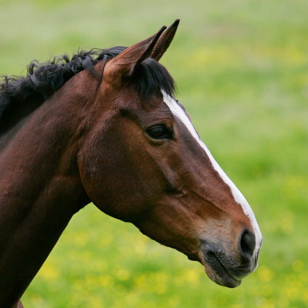 facts-about-horses-7