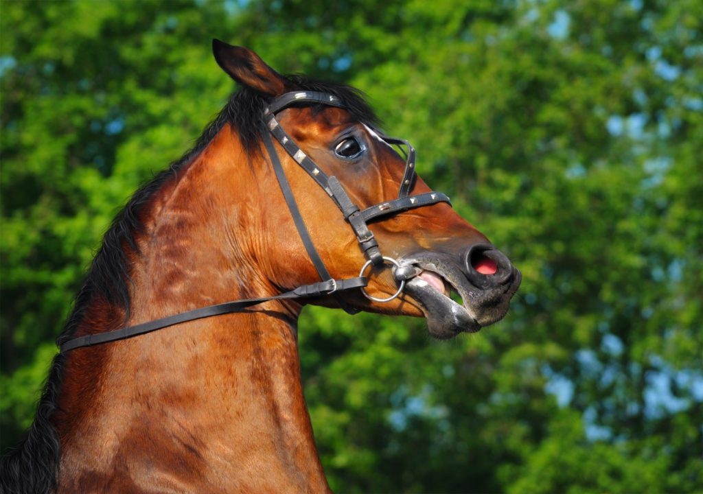 Head of rebellios bay horse on hature background