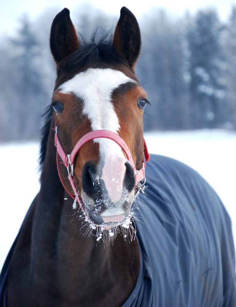 facts-about-horses-9