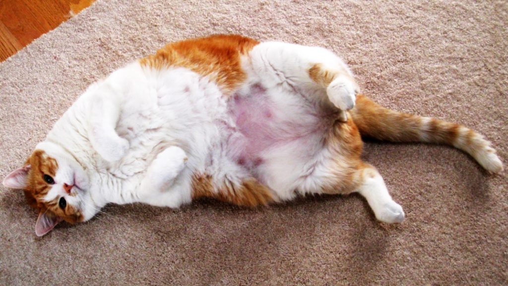fat-cat