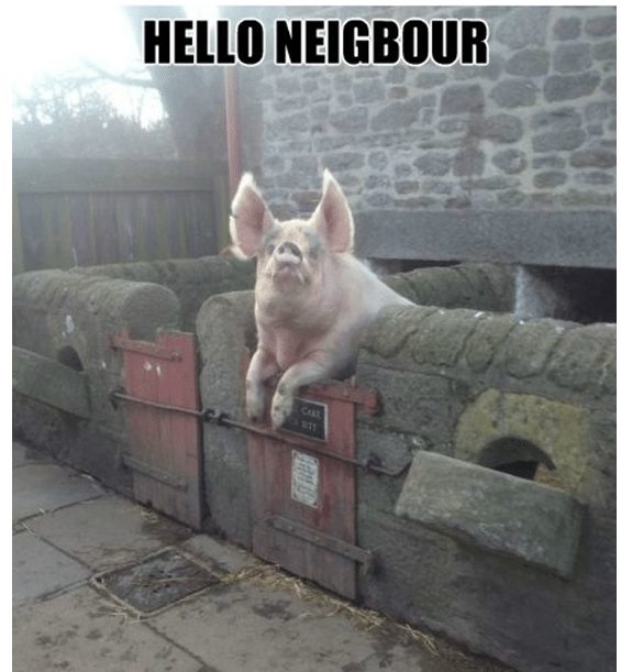 funny-pigs-1