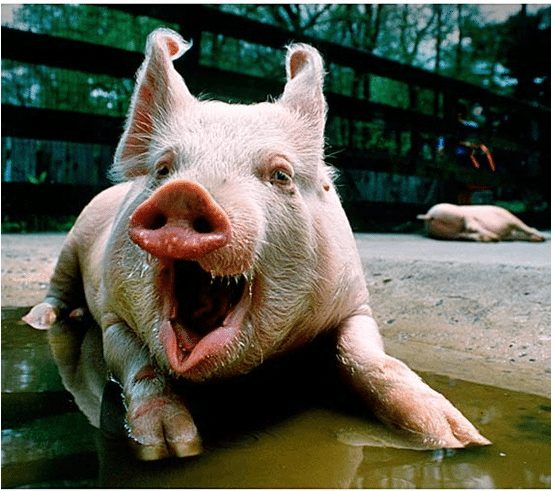 funny-pigs-3