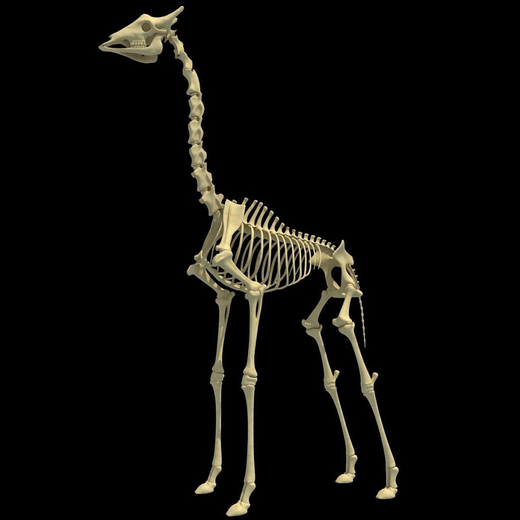 Giraffe Skeleton