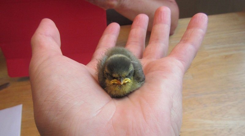 grumpiest-animals-of-all-time-1