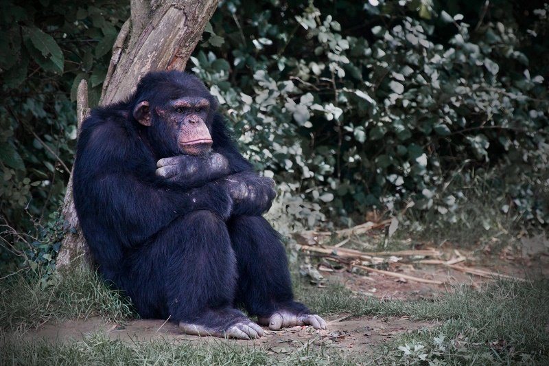 grumpiest-animals-of-all-time-10