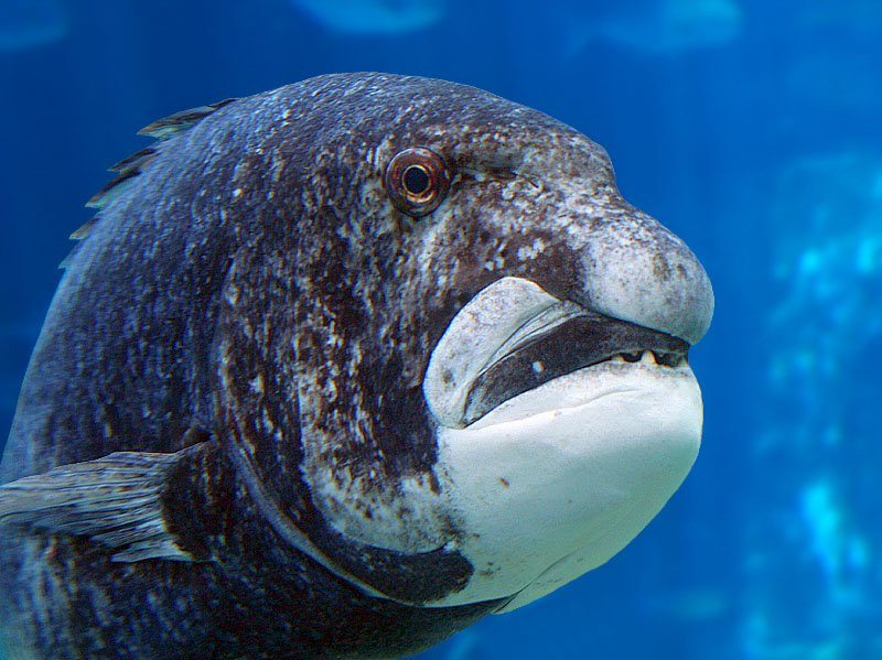 grumpiest-animals-of-all-time-2