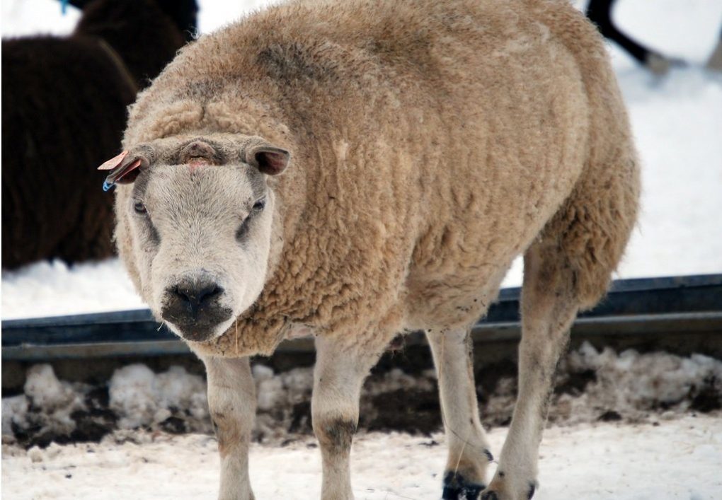 grumpiest-animals-of-all-time-3