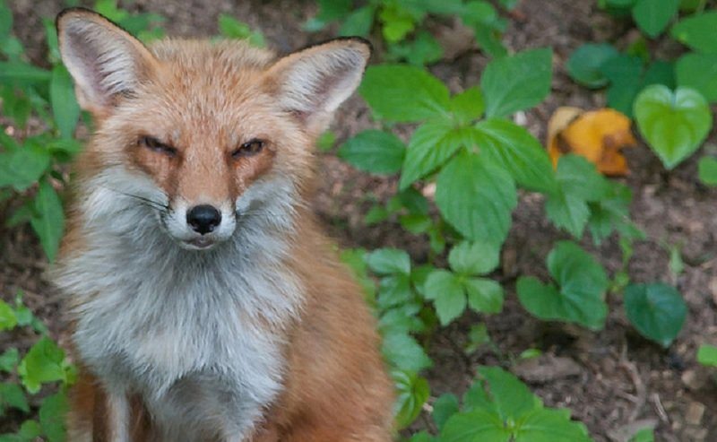 grumpiest-animals-of-all-time-5