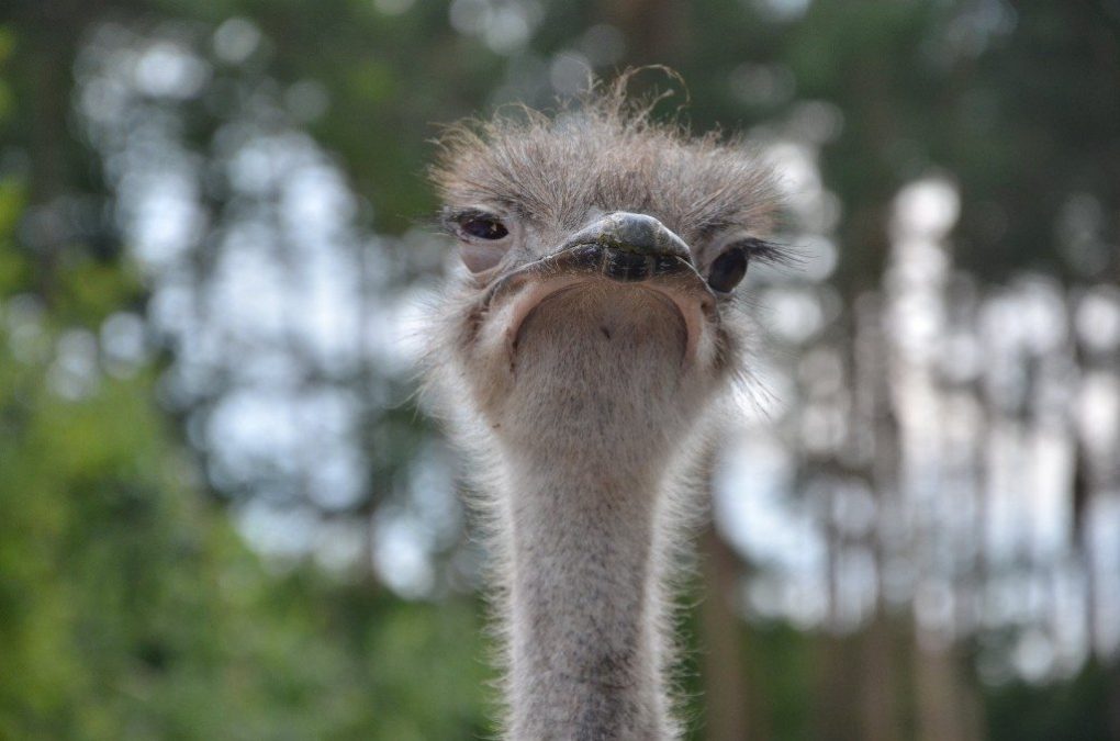 grumpiest-animals-of-all-time-6