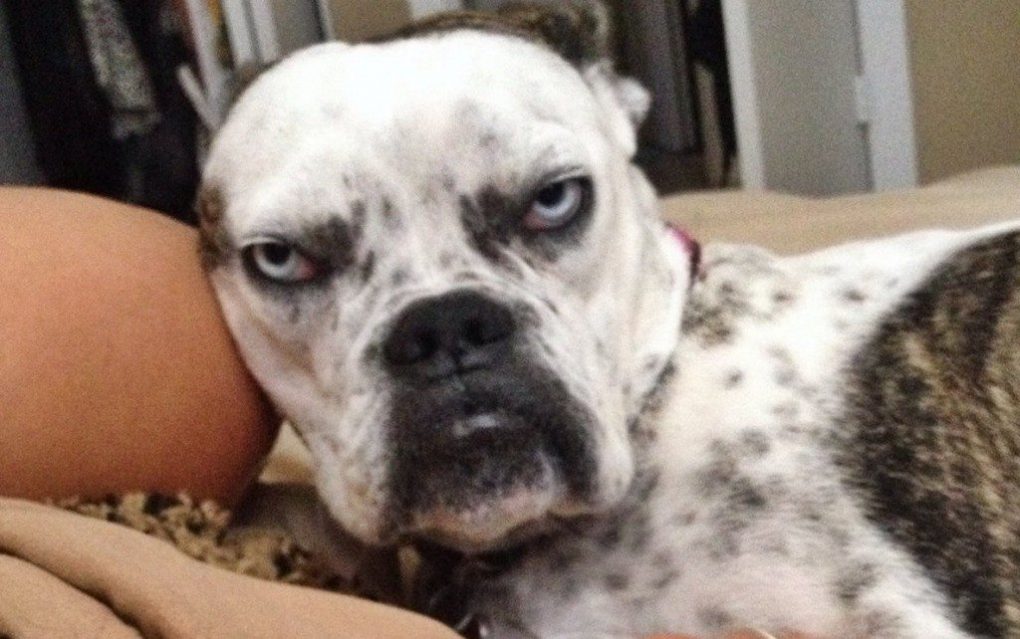 grumpiest-animals-of-all-time-7