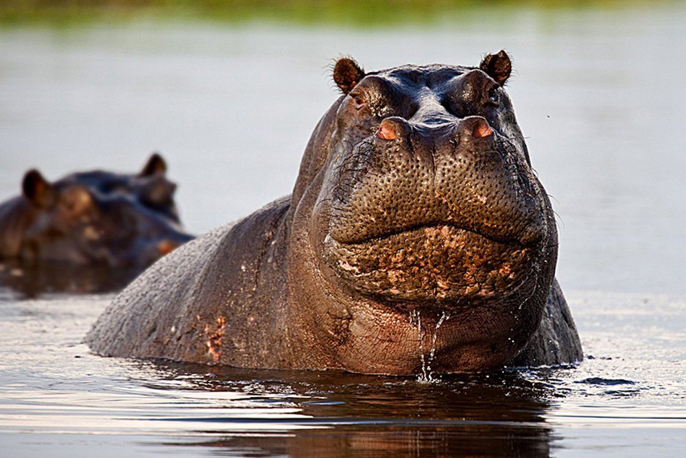 grumpiest-animals-of-all-time-9