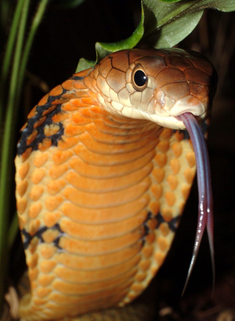 A cobra uses its long tongue to detect prey