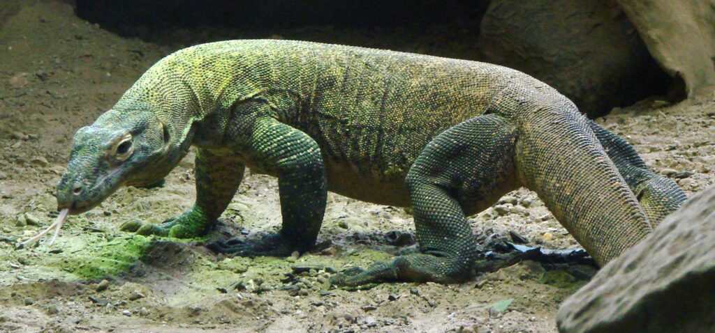 komodo-dragon