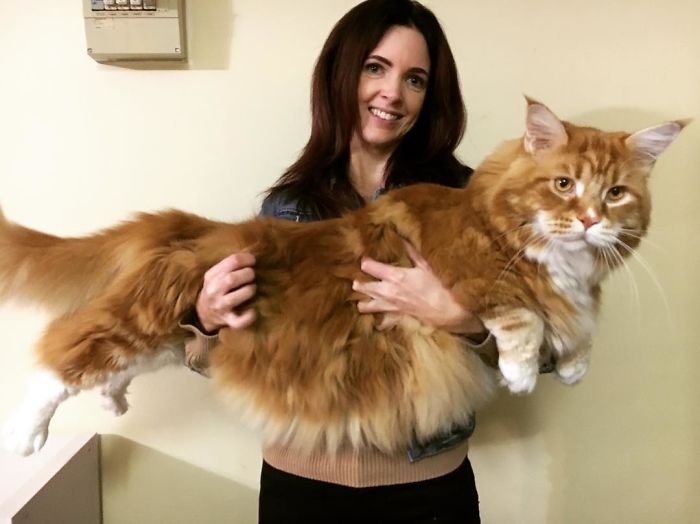 longest-cat-1