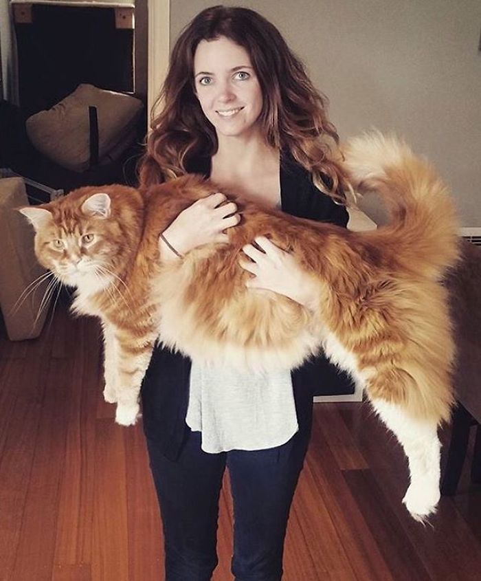 longest-cat-3
