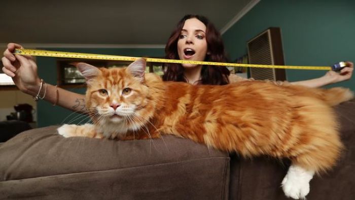longest-cat-4