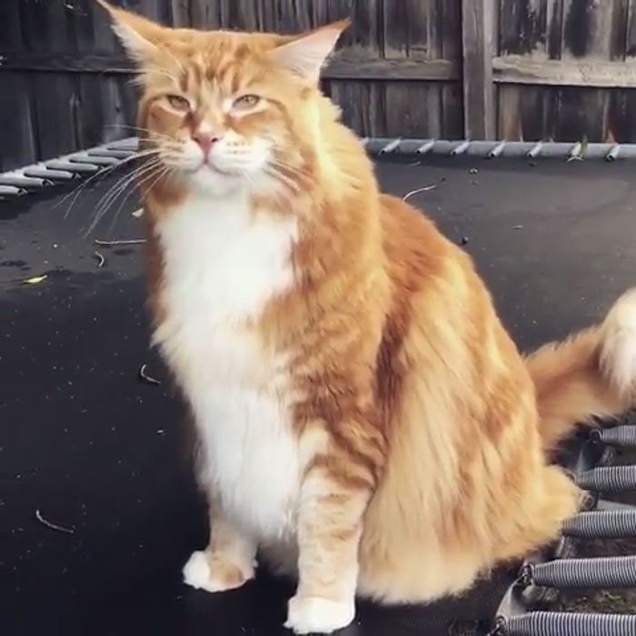 longest-cat-7