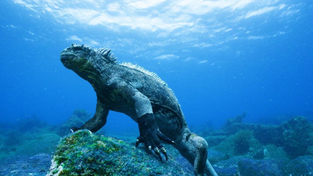 Only the largest marine iguanas forage for algae in the sea – they can grow to 1,5m long, but the average individual is about half that length 