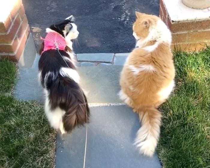 neighbor-cat-love-story-10