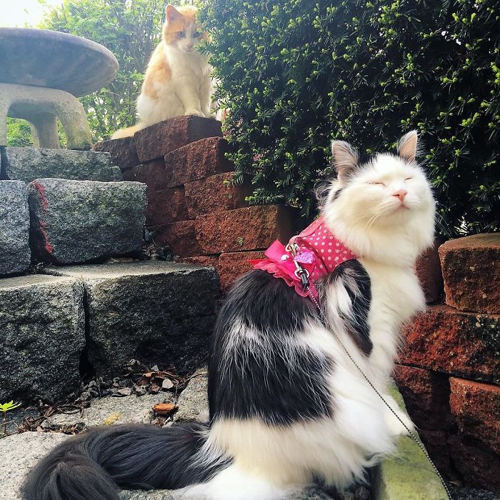 neighbor-cat-love-story-2